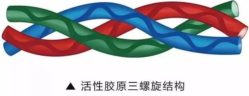 如何識別活性膠原蛋白！